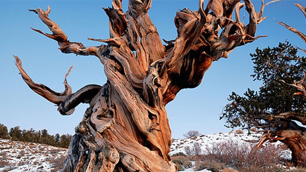 Ancient Bristlecone Pine Forest