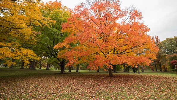 Autumn Trees in Lake Tahoe Reno Area - Best Seasons